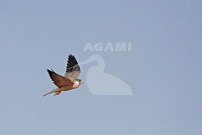 Grey Falcon (Falco hypoleucos) in inland Australia. stock-image by Agami/Pete Morris,
