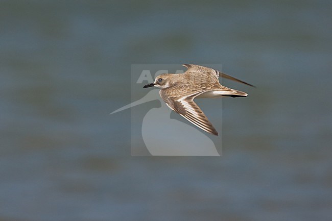 Woestijnplevier in vlucht; Greater Sand Plover in flight stock-image by Agami/Daniele Occhiato,