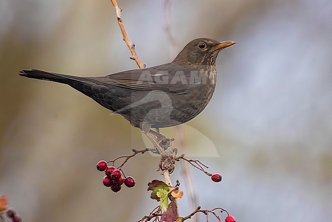 Female Eurasian Blackbird, Turdus merula, in Italy. stock-image by Agami/Daniele Occhiato,