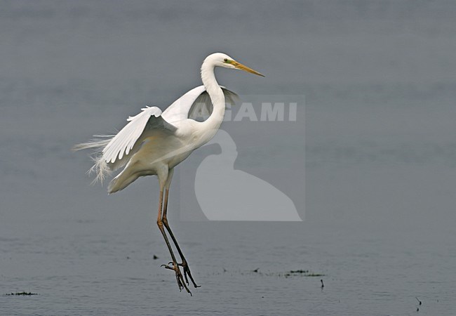 Grote Zilverreiger in vlucht; Great Egret in flight stock-image by Agami/Reint Jakob Schut,