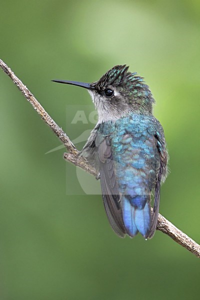 Bijkolibrie - kleinste vogel ter wereld; Bee Hummingbird - world's smallest bird stock-image by Agami/Dubi Shapiro,