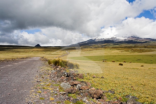 Antisana Reserve Ecuador stock-image by Agami/Marc Guyt,
