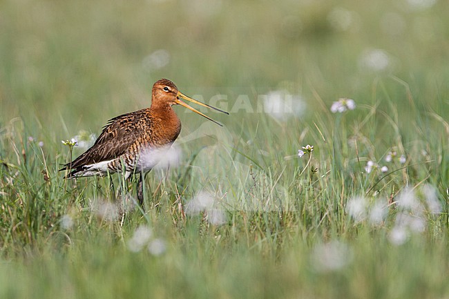 Black-tailed Godwit - Uferschnepfe - Limosa limosa ssp. limosa, Poland, adult, male, breeding plumage stock-image by Agami/Ralph Martin,