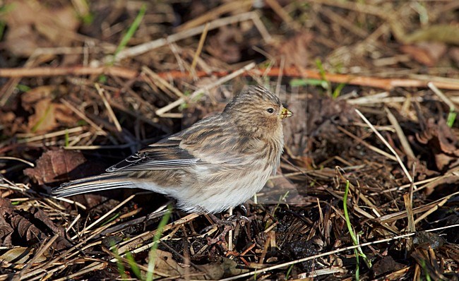 Foeragerende Frater, Foraging Twite stock-image by Agami/Markus Varesvuo,