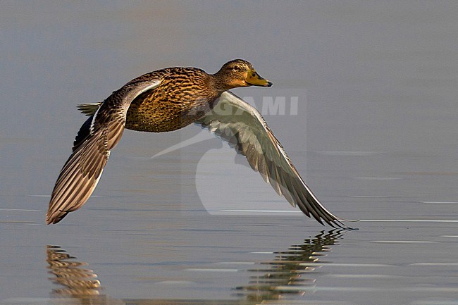 Wilde Eend, Mallard, Anas platyrhynchos stock-image by Agami/Daniele Occhiato,