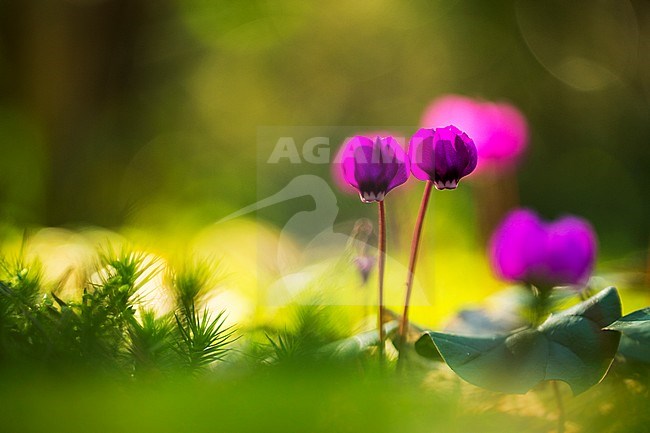 Eastern Cyclamen, Cyclamen coum, alpen viooltje stock-image by Agami/Wil Leurs,