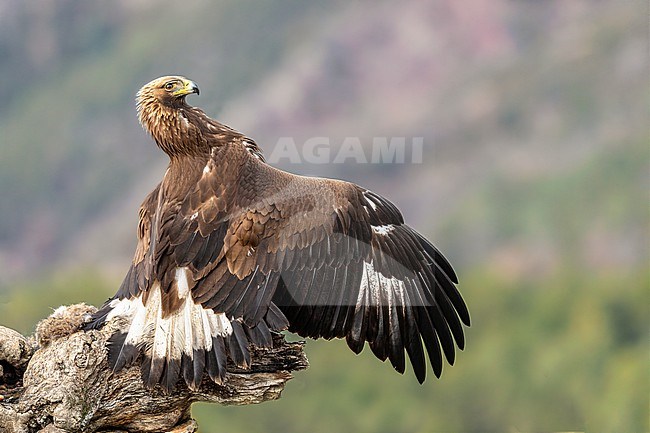 Golden Eagle Mantling stock-image by Agami/Onno Wildschut,