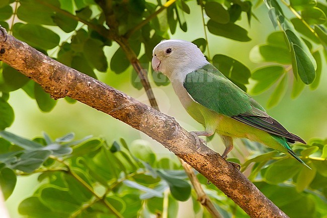 Grey-headed Lovebird (Agapornis canus) perched in canopy of Madagascar forest stock-image by Agami/Dubi Shapiro,