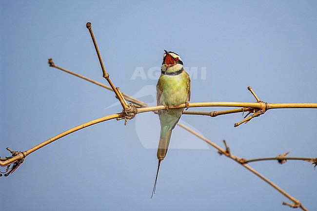 White-throated bee-eater (Merops albicollis) stock-image by Agami/Hans Germeraad,