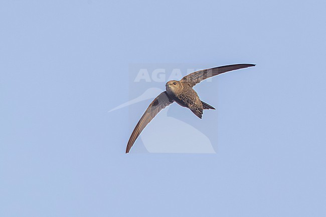Cape Verde Swift (Apus alexandri) flying over Praia cliffs, Santiago, Cape Verde. stock-image by Agami/Vincent Legrand,
