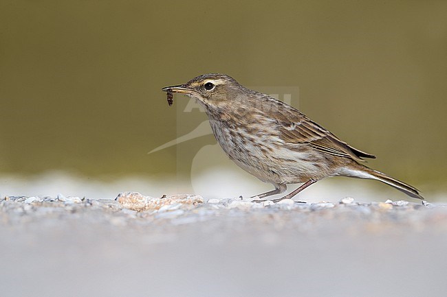 Water Pipit, Anthus spinoletta, in Italy. stock-image by Agami/Daniele Occhiato,