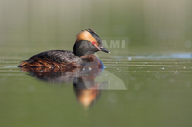 Adult Slavonian Grebe (Podiceps auritus auritus) swimming in a fresh water lake near Jekaterinburgh in Russia. Bird in ful breeding plumage. stock-image by Agami/Ralph Martin,