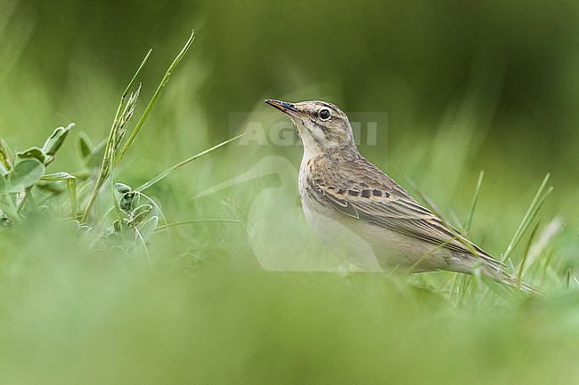 Tawny Pipit (Anthus campestris) in Italy. stock-image by Agami/Daniele Occhiato,