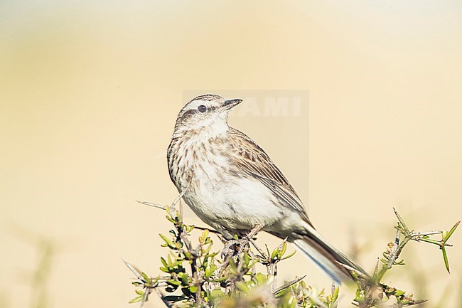 New Zealand Pipit (Anthus novaeseelandiae) perched on a bush on South Island, New Zealand. stock-image by Agami/Marc Guyt,