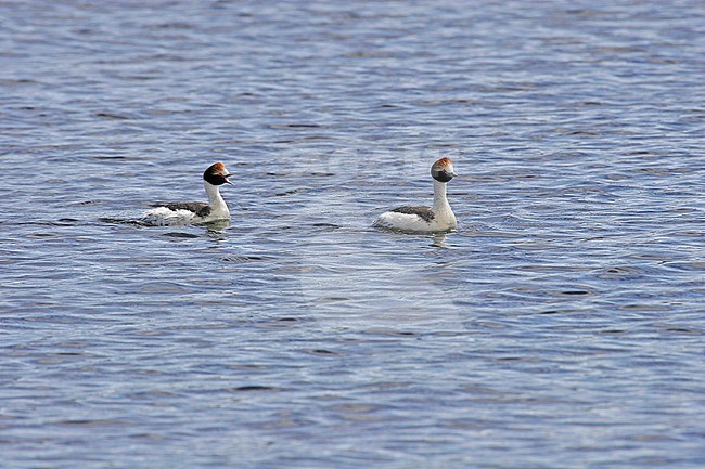 Hooded Grebe (Podiceps gallardoi) a critically endangered species of bird found in isolated lakes in the most remote parts of Patagonia. stock-image by Agami/Pete Morris,