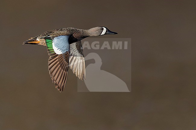 Male Blue-winged Teal (Anas discors) flying above pond in Manitoba, Canada. stock-image by Agami/Glenn Bartley,