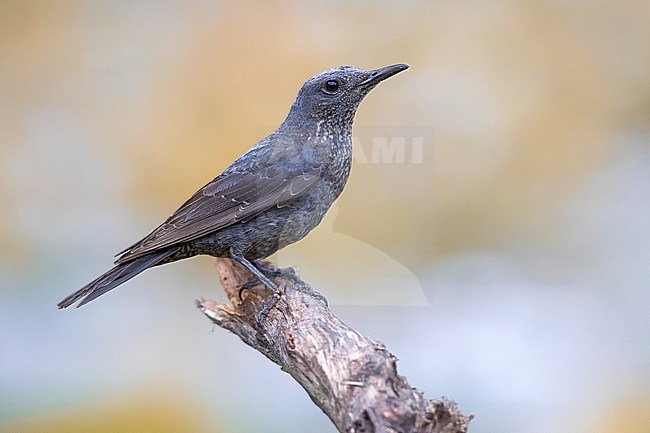 Adult female Blue Rock Thrush (Monticola solitarius) in Italy. stock-image by Agami/Daniele Occhiato,