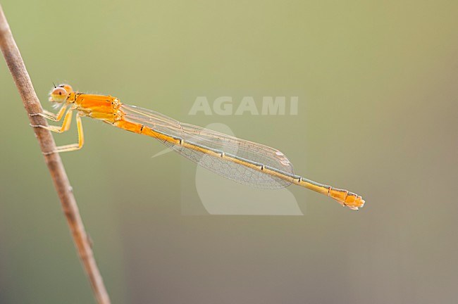 Vers vrouwtje Tengere grasjuffer, Immature female Ischnura pumilio stock-image by Agami/Wil Leurs,