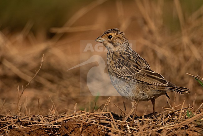  stock-image by Agami/Eduard Sangster,