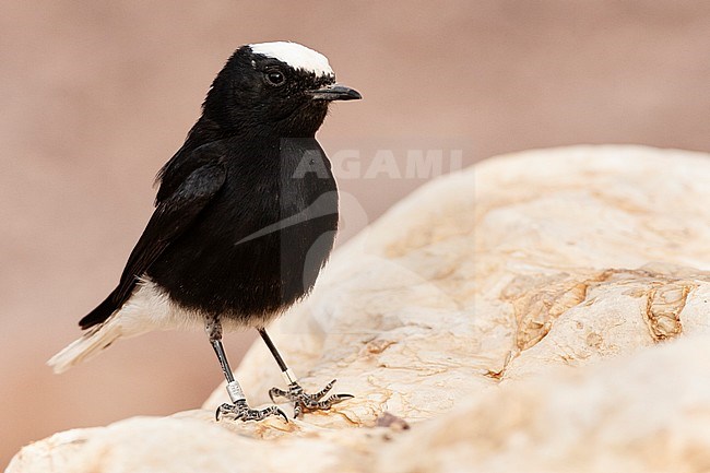 A banded White-crowned Wheatear (Oenanthe leucopyga) in desert canyon near Eilat, Israel. stock-image by Agami/Marc Guyt,