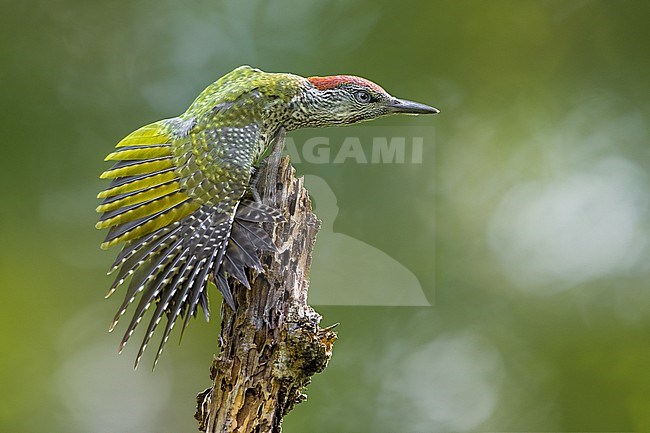 Immature Green Woodpecker, Picus viridis, in Italy. Stretching its wing. stock-image by Agami/Daniele Occhiato,