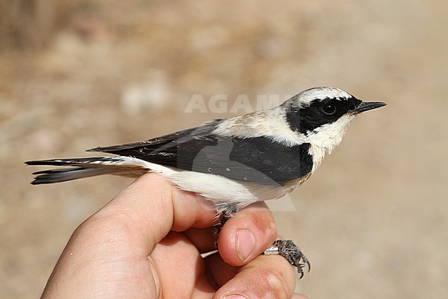 Adult male Eastern black-eared Wheatear (Oenanthe hispanica melanoleuca) caught at ringing station in Israel. stock-image by Agami/Christian Brinkman,