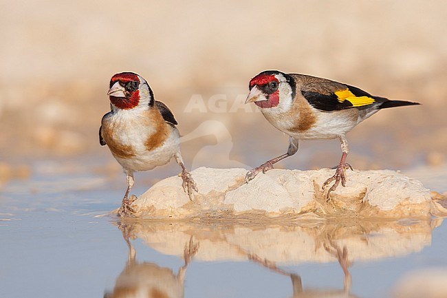 European Goldfinch, Putter,  Carduelis carduelis ssp. balcanica, Croatia, adult male stock-image by Agami/Ralph Martin,