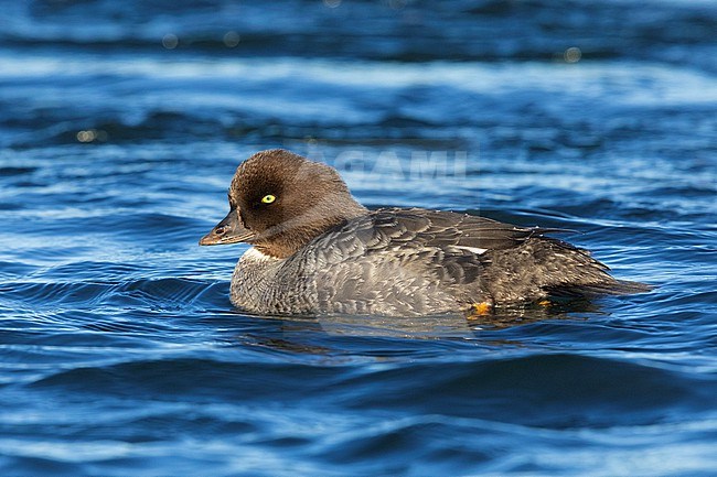 Barrow's Goldeneye (Bucephala islandica), side view of an adult female swimming in the water, Northeastern Region, Iceland stock-image by Agami/Saverio Gatto,