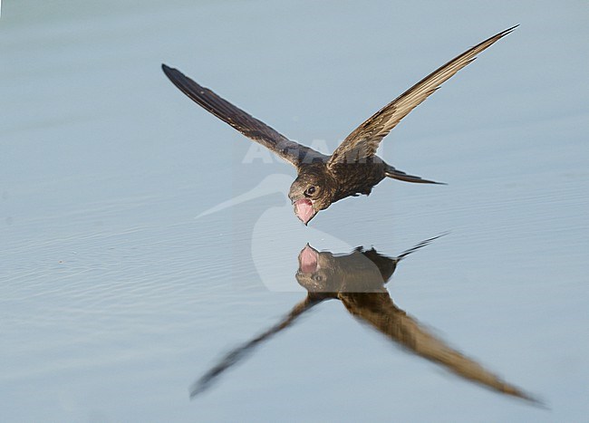 Drinking and foraging adult Common Swift (Apus apus) on a very hot weather summer day, skimming water surface by flying fast and very low with its bill wide open. Surface of the water is very smooth and calm and creating a reflection and mirror image of the bird. Bill wide open and pink throat visible stock-image by Agami/Ran Schols,
