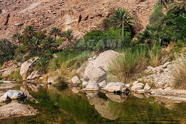 A calm and scenic oasis at Wadi Tiwi, with grasses and palms. Wadi Tiwi, Oman. stock-image by Agami/Sergio Pitamitz,