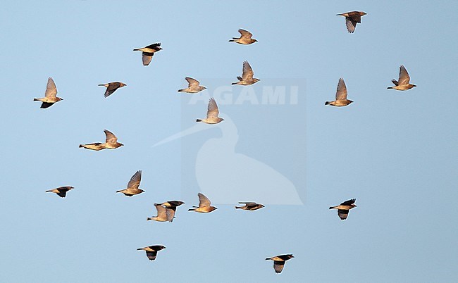 Flock of Cedar Waxwings (Bombycilla cedrorum) migrating over Higbee Beach, Cape May, New Jersey in the USA. stock-image by Agami/Helge Sorensen,