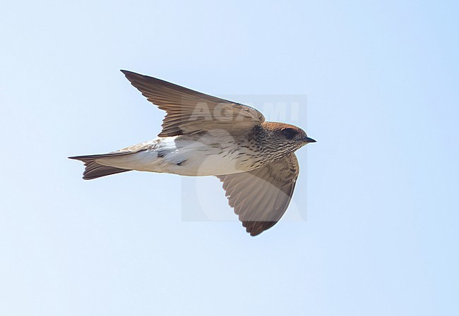 Streak-throated Swallow (Petrochelidon fluvicola) flying over in a city park in Muscat stock-image by Agami/Eduard Sangster,