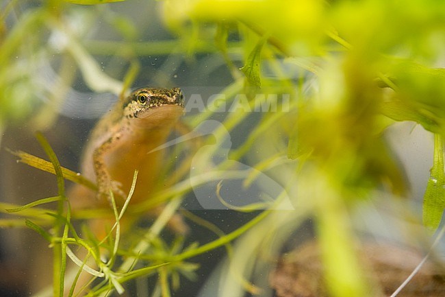 Lissotriton helveticus - Palmate Newt - Fadenmolch, Germany (Baden-Württemberg), imago, female stock-image by Agami/Ralph Martin,