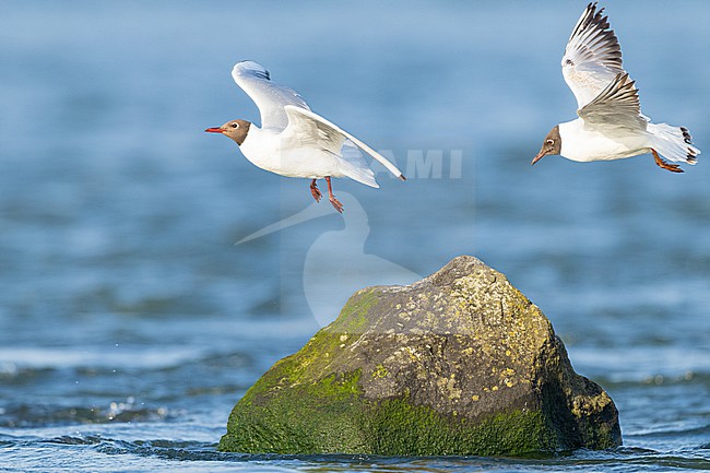 stock-image by Agami/Menno van Duijn,