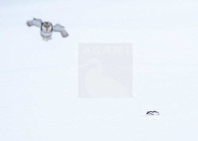 Hunting Northern Hawk Owl (Surnia ulula) during cold winter in Kuusamo, Finland. Flying in to a dead mouse lying on the snow. stock-image by Agami/Marc Guyt,