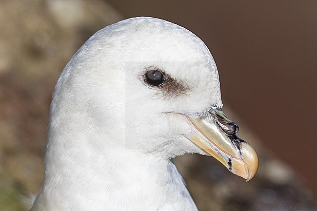 Portrait of the Northern Fulmar stock-image by Agami/Onno Wildschut,