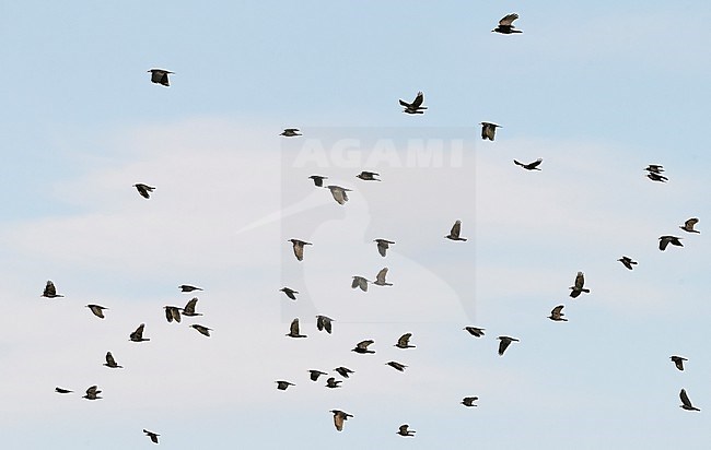 Wintering Rook (Covus frigilegus) in Finland. Huge flock of Rooks. stock-image by Agami/Markus Varesvuo,