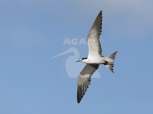 Adult Sooty Tern (Onychoprion fuscatus) in flight stock-image by Agami/Mike Danzenbaker,