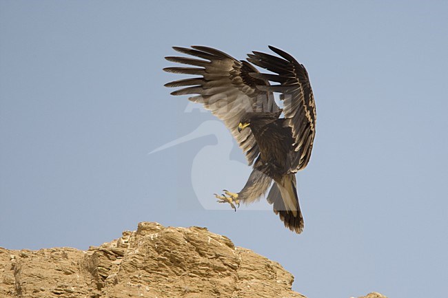 Bastaardarend in vlucht; Greater Spotted Eagle in flight stock-image by Agami/Daniele Occhiato,