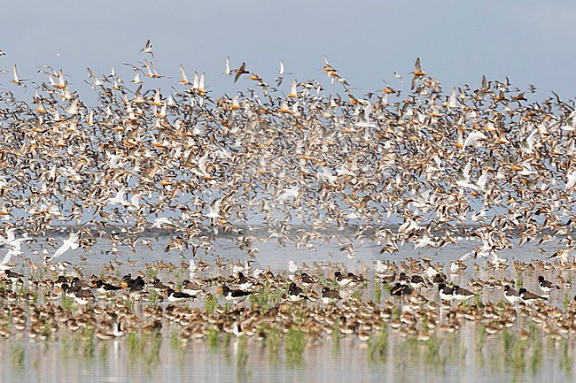 A sky filled with thousands of Bar-tailed Godwit, Common Redshanks, Dunlins and many more species at the Waddensea in Friesland. Sleeping waders make up the foreground of this image. stock-image by Agami/Jacob Garvelink,
