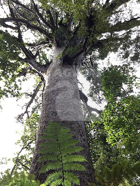 Huge Kauri (Agathis australis) in Waipoua Forest on North Island, New Zealand. Seen from below. stock-image by Agami/Marc Guyt,