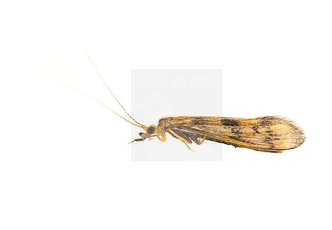 Mystacides longicornis stock-image by Agami/Wil Leurs,