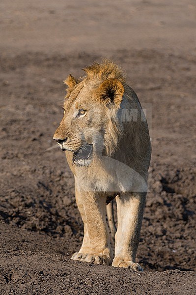 Portrait of a lion, Panthera leo, walking in Chobe National Park's Savuti marsh. Botswana. stock-image by Agami/Sergio Pitamitz,