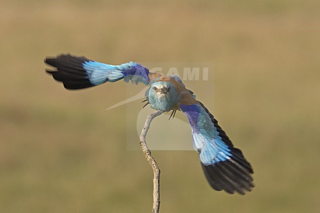 Scharrelaar opvliegend; European Roller flying off stock-image by Agami/Jari Peltomäki,