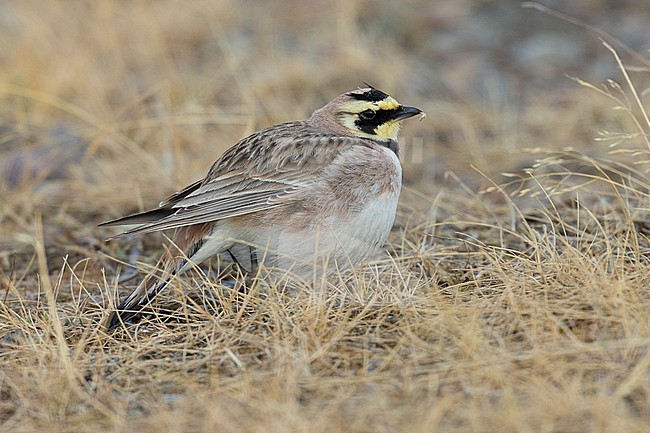 Shore Lark (Eremophila alpestris flava), side view of an adult male standing on the ground, Finnmark, Norway stock-image by Agami/Saverio Gatto,