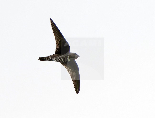 White-chested Swift (Cypseloides lemosi) in Northern Peru. Rare and poorly known. A fairly small swift, all black with variable white patch on chest. stock-image by Agami/Dani Lopez-Velasco,