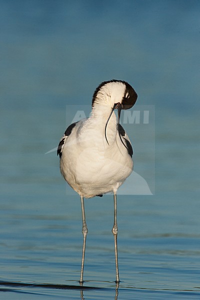 Kluut, Pied Avocet, Recurvirostra avosetta stock-image by Agami/Menno van Duijn,