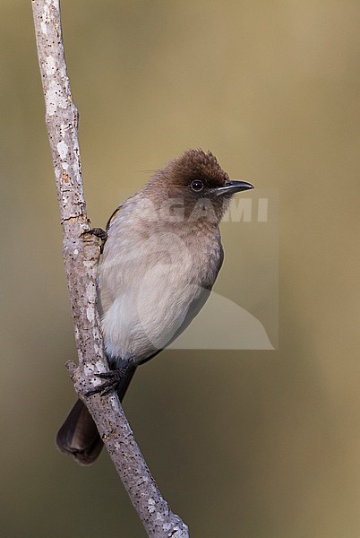 Common Bulbul - Graubülbül - Pycnonotus barbatus ssp. barbatus, Morocco stock-image by Agami/Ralph Martin,