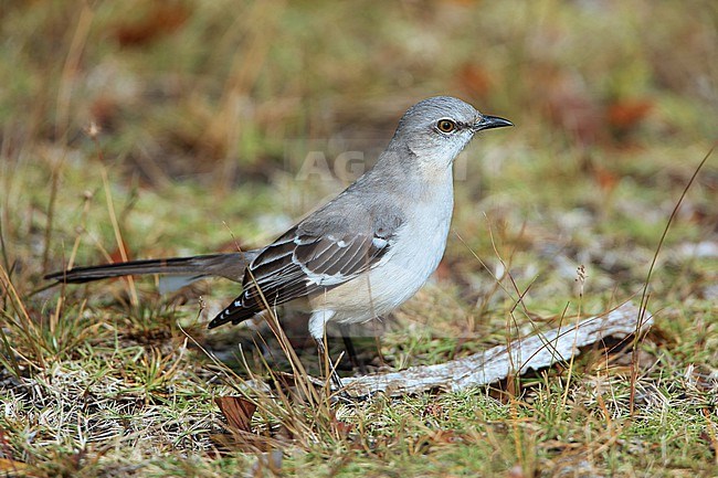 Northern Mockingbird (Mimus polyglottos ) taken the 08/02/2016 at Kissimmee PPSP - Florida - USA stock-image by Agami/Aurélien Audevard,