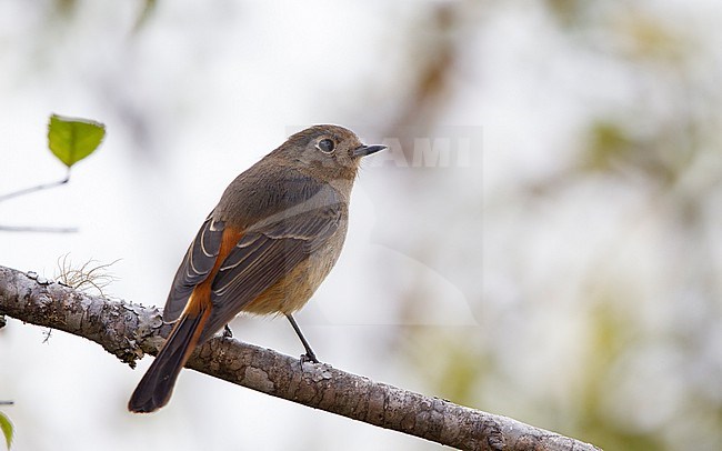 Blue-fronted Redstart (Phoenicurus frontalis) female at Doi Lang, Thailand stock-image by Agami/Helge Sorensen,